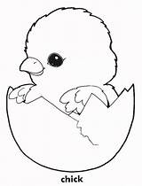 Baby Chicken Coloring Pages sketch template
