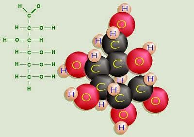 #8. Carbohydrates - Monosaccharides, disaccharides | Biology Notes for ...