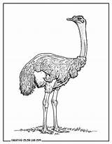 10 Ostrich Coloring Pages  Free PDF Printables sketch template