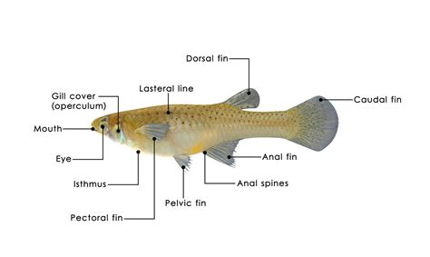 External anatomy of fish, structure & function of fishes