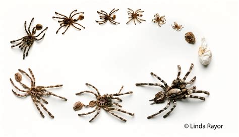 Why Do Spiders Molt? Unveiling the Mysterious World of Spider Molting!