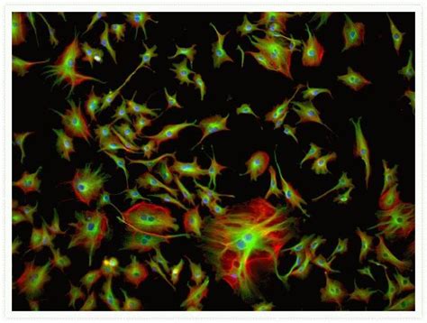 Goat anti-Mouse IgG (H+L) Cross-Adsorbed, BODIPY™ FL (B-2752)