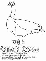 Geese Fossa Mammals Sketch Coloring Page sketch template