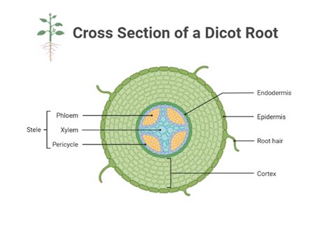 Cross Section of a Dicot Root | BioRender Science Templates