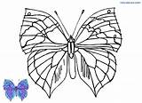Schmetterling Colorear Mariposa Vlinder Kleurplaat Papillon Disegno  sketch template