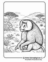 14 Baboon Coloring Pages  Free Download PDFs 🐒 sketch template