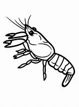 Crawfish Coloring Pages Printable For Free Download sketch template