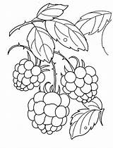 Adult Coloring Pages Berries sketch template