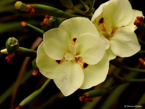 Dietes bicolor – PLANTBOOK