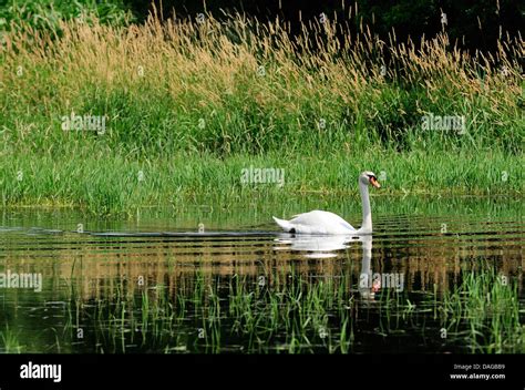 Male Mute Swan on marshland habitat Stock Photo - Alamy