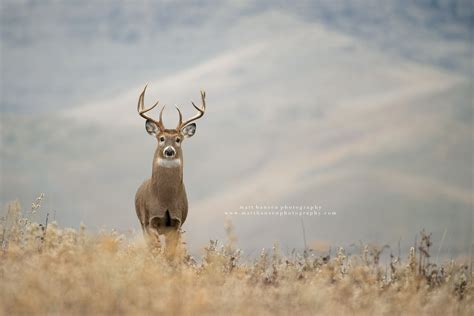 Whitetail Deer Photography - Whitetail Deer Photography