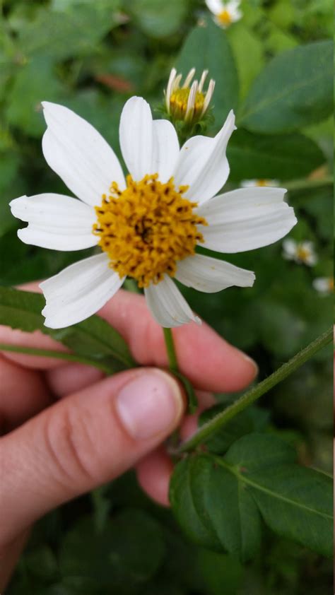 Wild Bidens Pilosa Bidens Alba Seeds Spanish Needle | Etsy