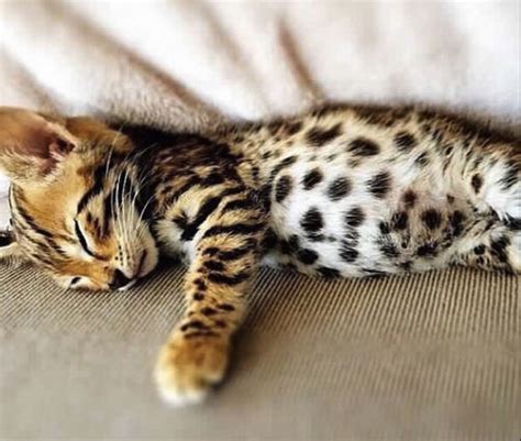 10 New Cat Breeds (Guaranteed To Surprise You!) | Pawsome Kitty