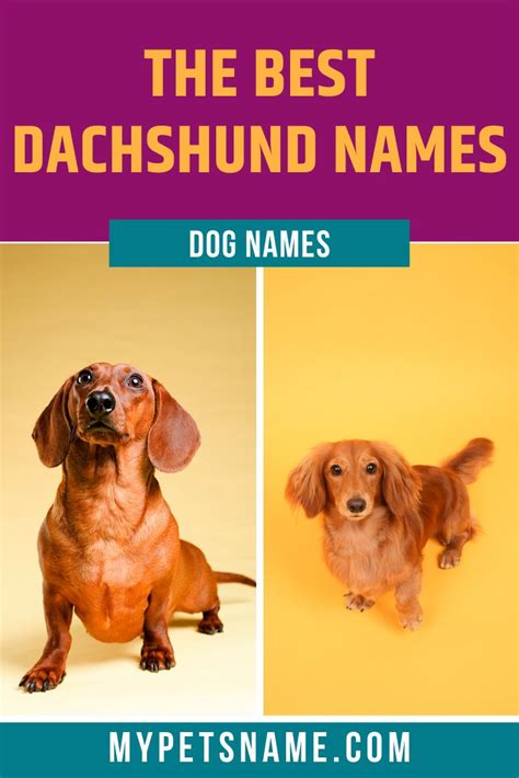 27+ Best Dachshund Names Picture - Bleumoonproductions