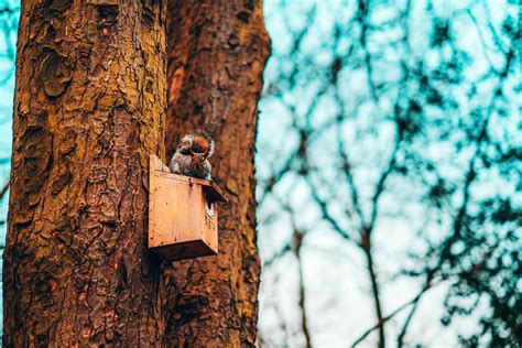 How Do You Make a Squirrel House, and What Materials Will You Need? | Pet BLoG