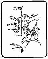 Wallowa Whitman National Forest  Parents & Teachers sketch template