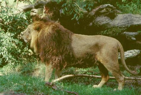 The size of the Barbary lion