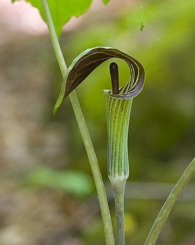 Jack in the Pulpit Flower Pictures & Meaning | Jack in the pulpit, Country garden flowers ...