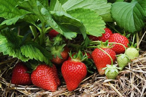 10 Consejos Para Cultivar Fresas - Trucos De Jardineria