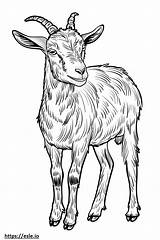 American Pygmy Goat Friendly coloring Page sketch template