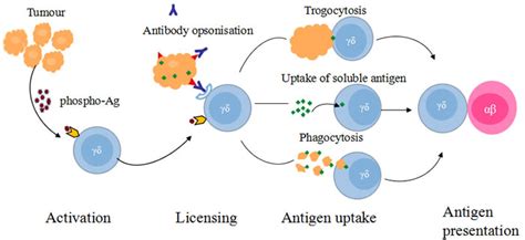 γδ T cells in cancer immunotherapy | Oncotarget