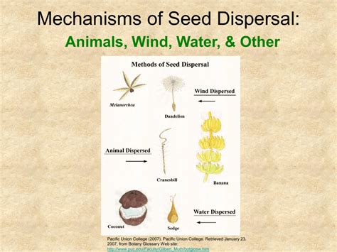 Mechanisms of Seed Dispersal: