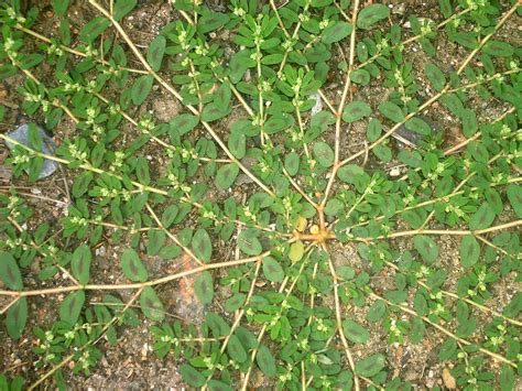 Euphorbia maculata (spotted sandmat): Go Botany