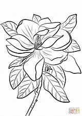 Magnolia Grandiflora coloring page  Free Printable Coloring Pages sketch template