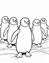 30 Penguin Coloring Pages Fun Free Sheets sketch template