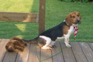 Bagle Hound (Basset Hound Beagle Mix) Info, Facts, Temperament, Training, Puppies, Pictures