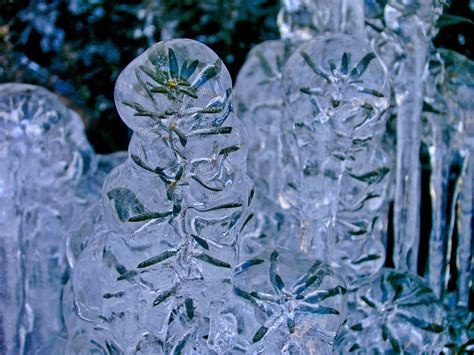 Ice Plant Free Stock Photo - Public Domain Pictures