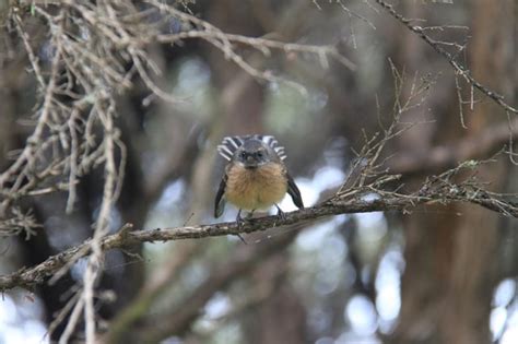 Stewart Island Wildlife : r/newzealand