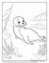 100  Seal Coloring Pages Free PDF To Print Woo Coloring sketch template