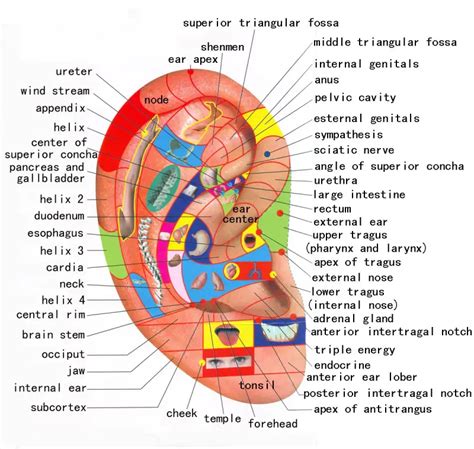 Chart with Reflexology 🥇 Ear Preassure Points 【2021