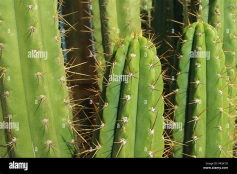 Thorny plants hi-res stock photography and images - Alamy