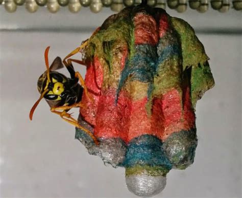 Wasps build rainbow nests with colored construction paper