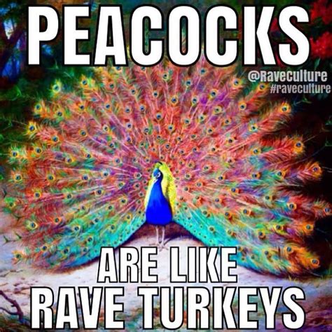 Peacocks Are Like Rave Turkeys - JustPost: Virtually entertaining Funny As Hell, You Funny ...