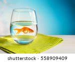 Gold Fish Free Stock Photo - Public Domain Pictures