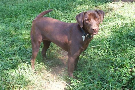 File:Chocolate Labrador Retriever.jpg - Wikimedia Commons