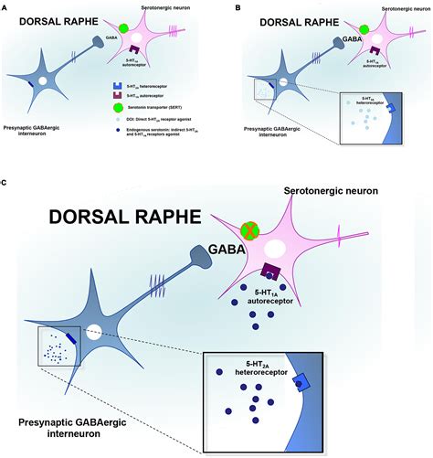 Frontiers | Central serotonin-2A (5-HT2A) receptor dysfunction in depression and epilepsy: the ...