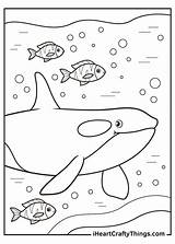 Orca Killer Whale Coloring Page sketch template