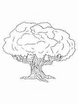 Oak Tree Coloring Page sketch template