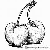 Cherry Coloring Pages  Free & Printable sketch template