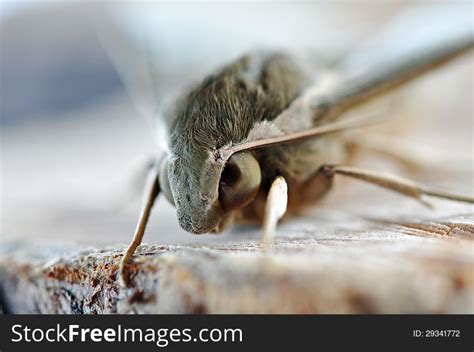 1+ Macro close up moth face eyes head Free Stock Photos - StockFreeImages