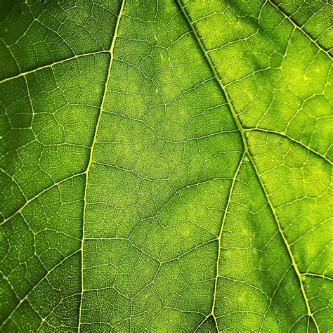 Leaf Texture Pictures | Download Free Images on Unsplash