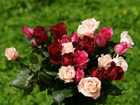 Rose wallpaper - beautiful roses bouquets