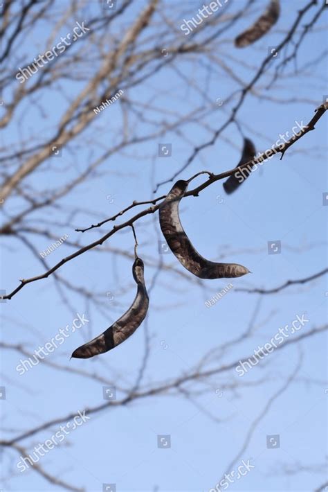 Thornless Honey locust bare branches with seed pods - Latin name ...