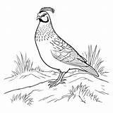 Premium Vector  Quail Coloring Page For Kids sketch template