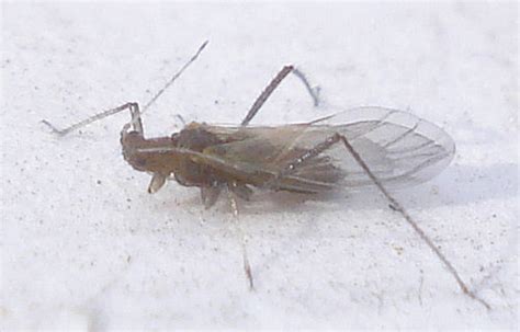 Homoptera Aphids | Mick Talbot | Flickr