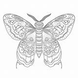 Moth Coloring Page  Pages Mimi Panda sketch template